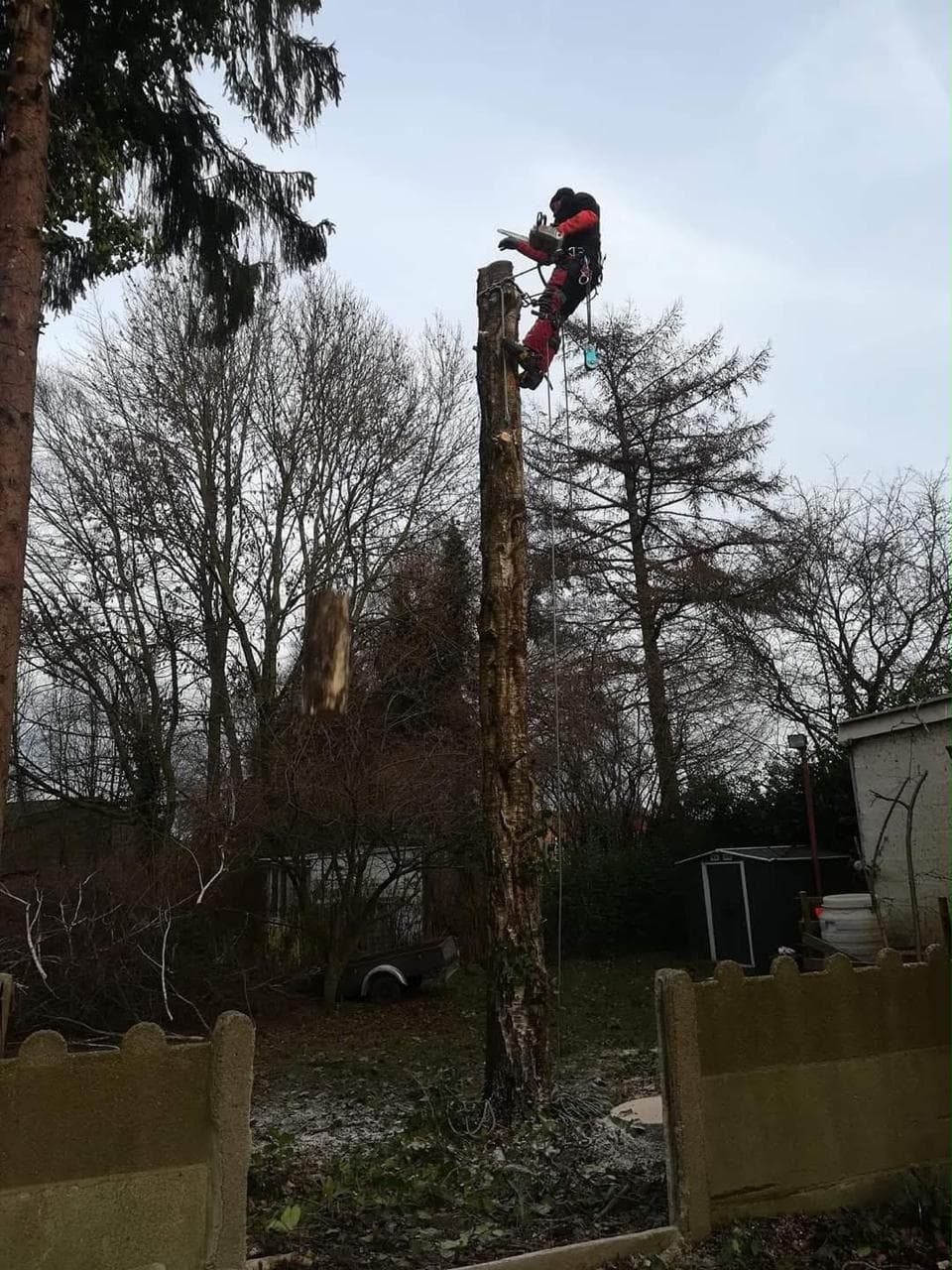 Démontage d'un grand arbre