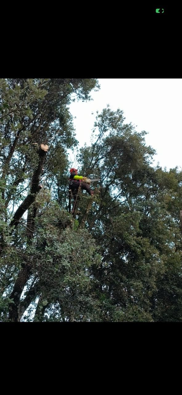 Élagage en hauteur dans un grand arbre